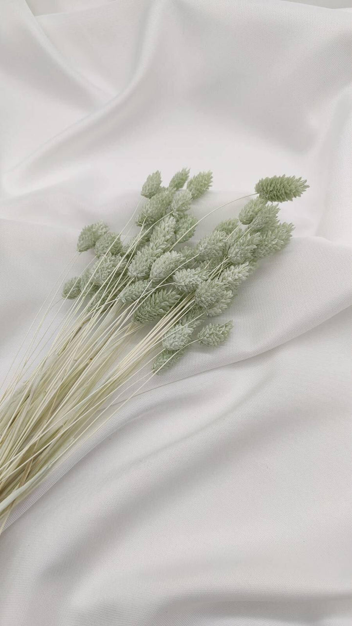 Phalaris Trockenblumen Extra Lang | Mint Grün (1 Bund) - www.Flower-Passion.com