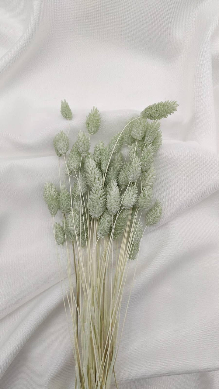 Phalaris Trockenblumen Extra Lang | Mint Grün (1 Bund) - www.Flower-Passion.com