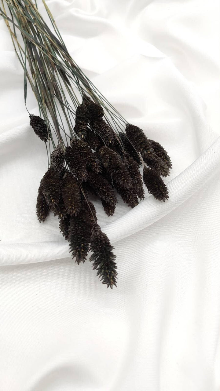 Phalaris Trockenblumen Extra Lang | Schwarz (1 Bund) - www.Flower-Passion.com