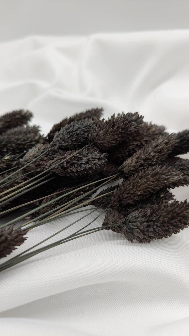 Phalaris Trockenblumen Extra Lang | Schwarz (1 Bund) - www.Flower-Passion.com