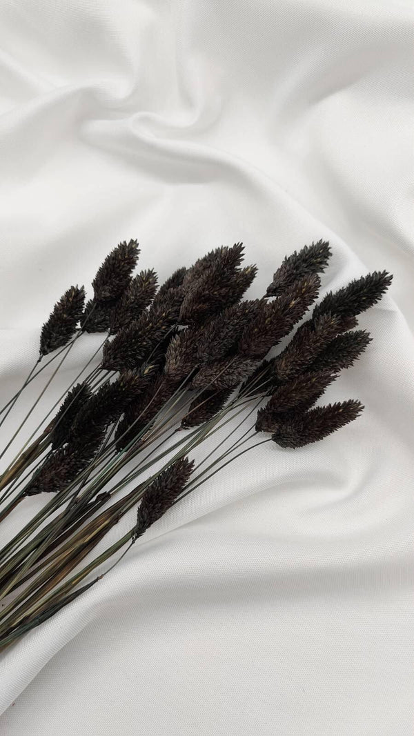 Phalaris Trockenblumen Extra Lang | Schwarz (1 Bund) - www.Flower-Passion.com