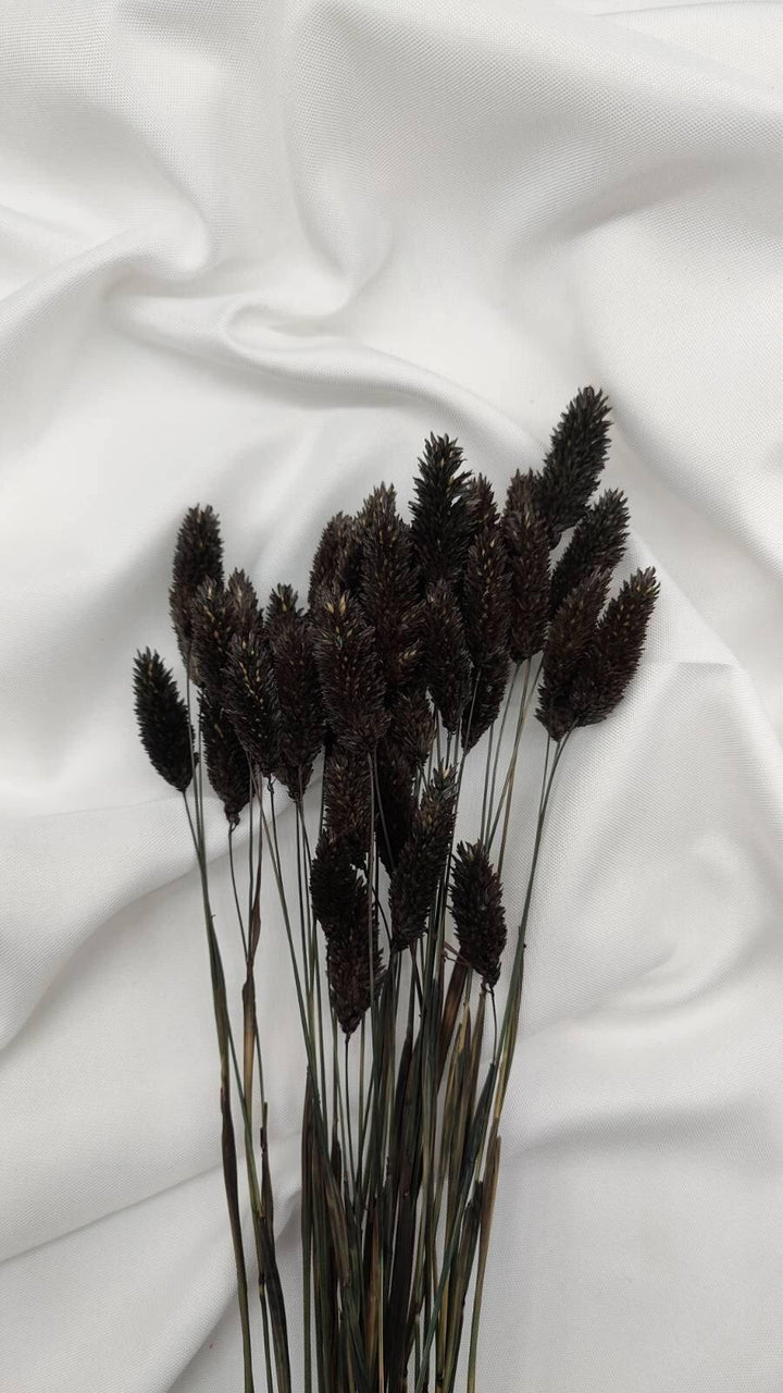 Phalaris Trockenblumen Extra Lang | Schwarz (1 Bund) - www.Flower-Passion.com