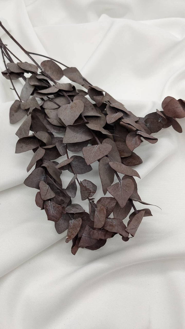 Eukalyptus Populus - www.Flower-Passion.com