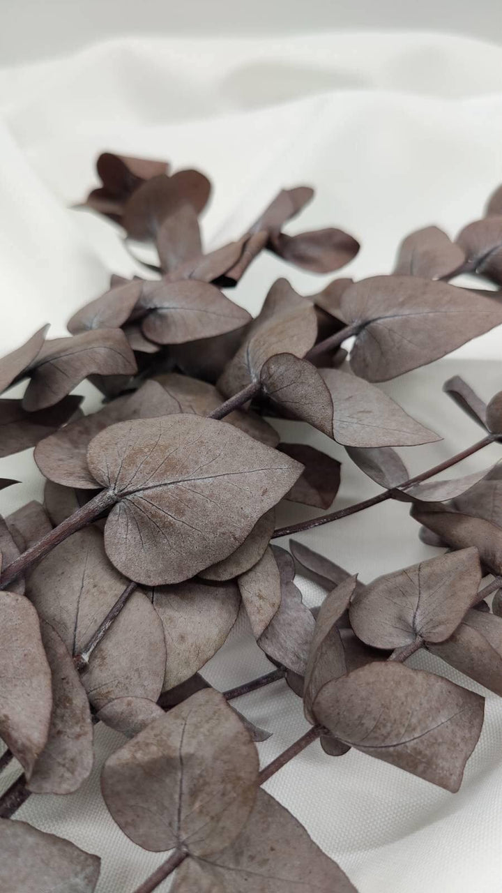 Eukalyptus Populus - www.Flower-Passion.com