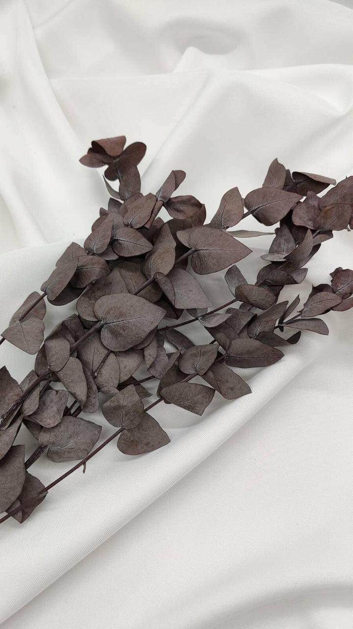 Eukalyptus Populus - www.Flower-Passion.com