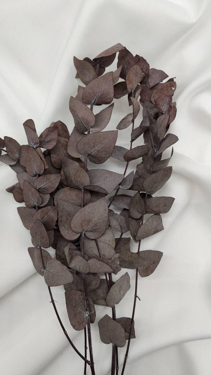 Eukalyptus Populus - www.Flower-Passion.com