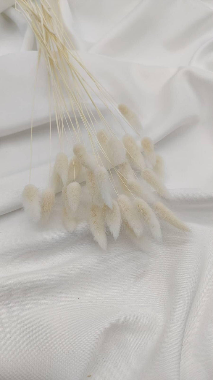Lagurus Trockenblumen Extra Lang | Weiß (1 Bund) - www.Flower-Passion.com