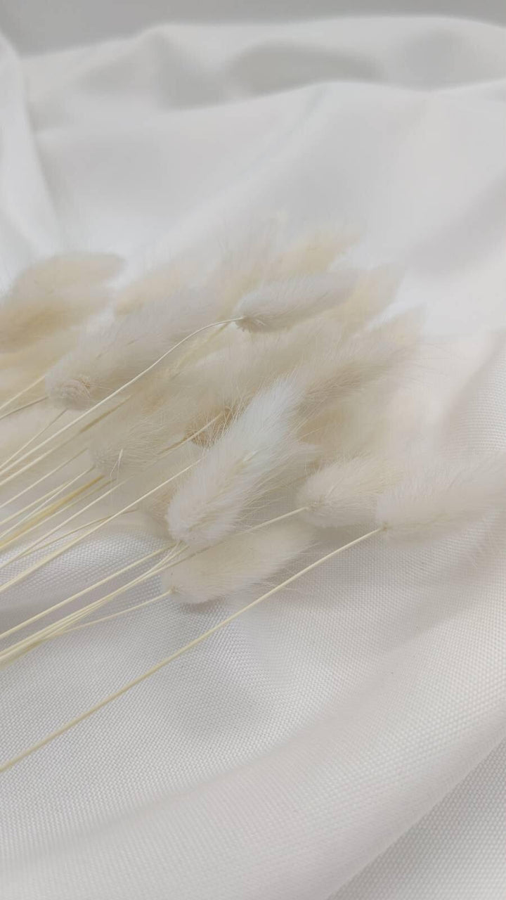 Lagurus Trockenblumen Extra Lang | Weiß (1 Bund) - www.Flower-Passion.com