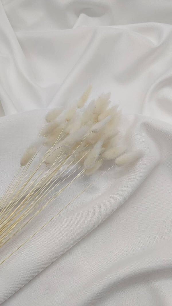 Lagurus Trockenblumen Extra Lang | Weiß (1 Bund) - www.Flower-Passion.com