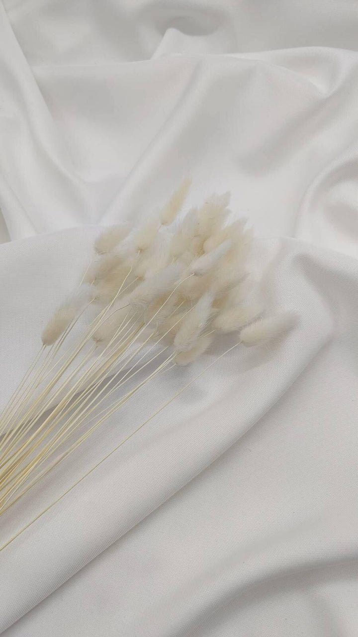 Lagurus Trockenblumen Extra Lang | Weiß (1 Bund) - www.Flower-Passion.com