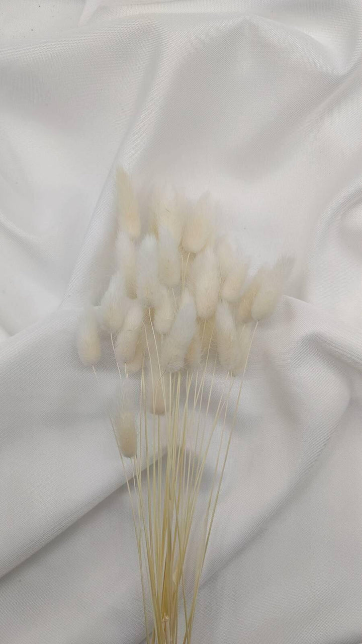 Lagurus Trockenblumen Extra Lang | Weiß (1 Bund) - www.Flower-Passion.com