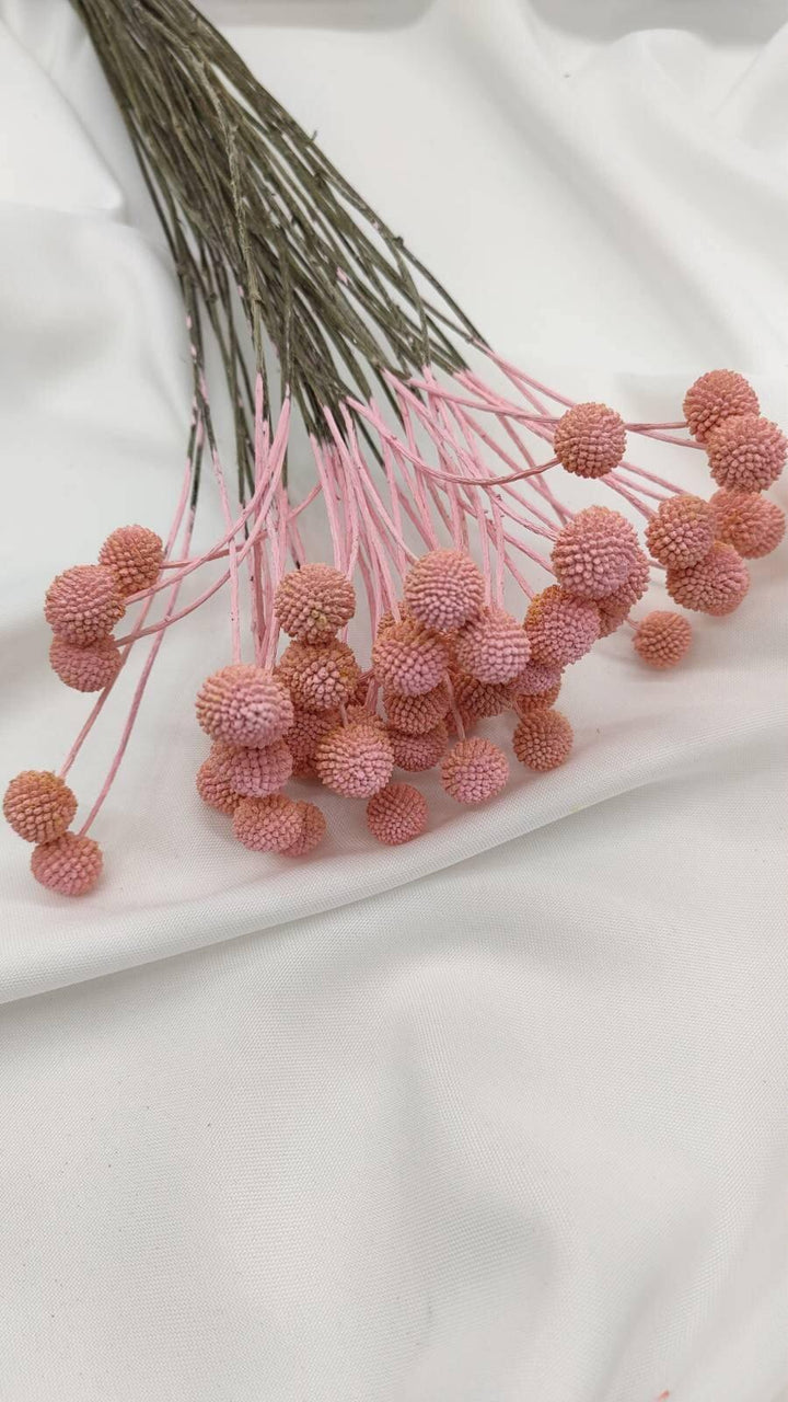 Craspedia | Rosa 1 Stiel - www.Flower-Passion.com