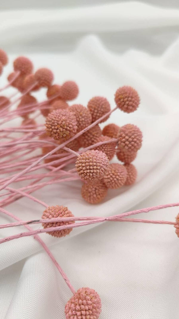 Craspedia | Rosa 1 Stiel - www.Flower-Passion.com