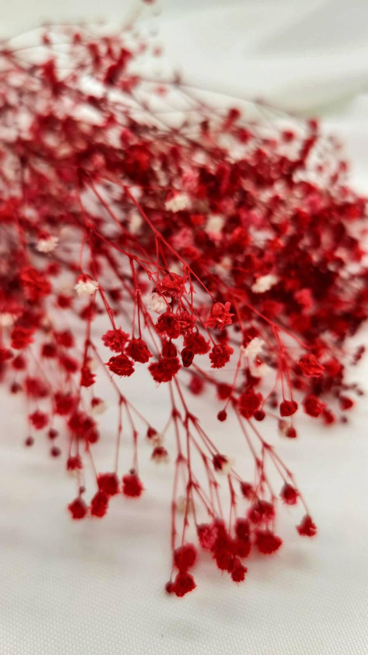 Schleierkraut Trockenblumen | Rot (1 Bund) - www.Flower-Passion.com