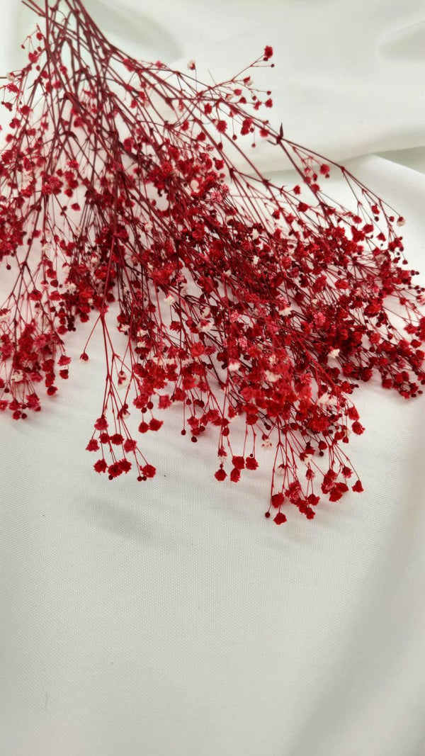 Schleierkraut Trockenblumen | Rot (1 Bund) - www.Flower-Passion.com