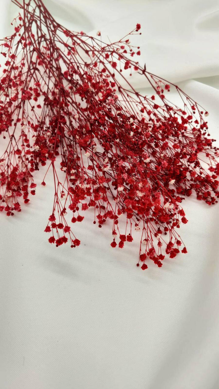 Schleierkraut Trockenblumen | Rot (1 Bund) - www.Flower-Passion.com