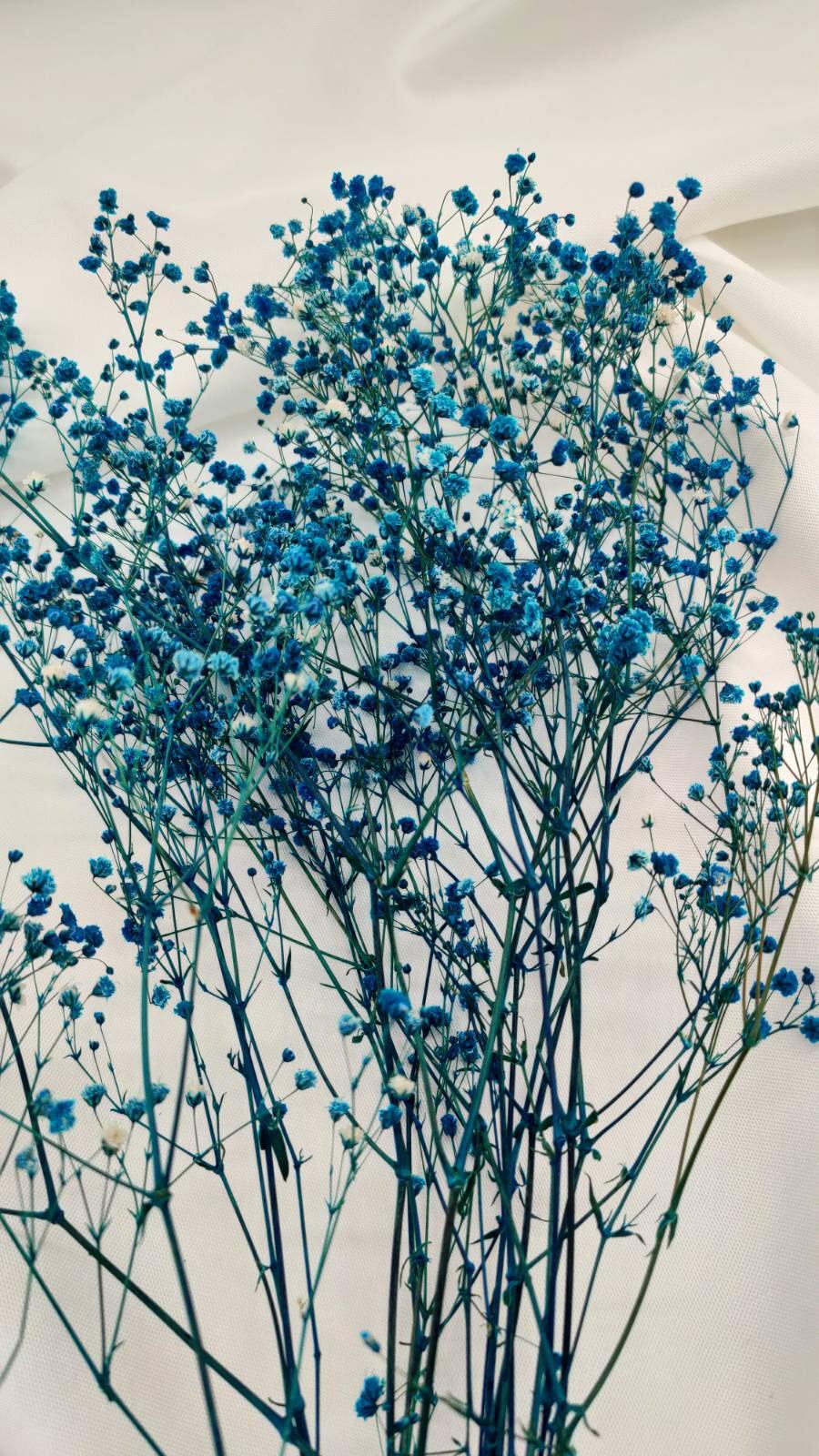 Blau (1 Bund) - www.Flower-Passion.com