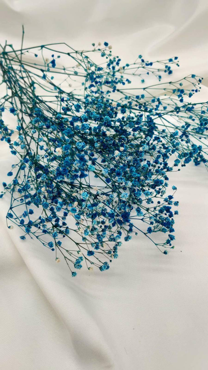 Schleierkraut Trockenblumen | Blau (1 Bund) - www.Flower-Passion.com