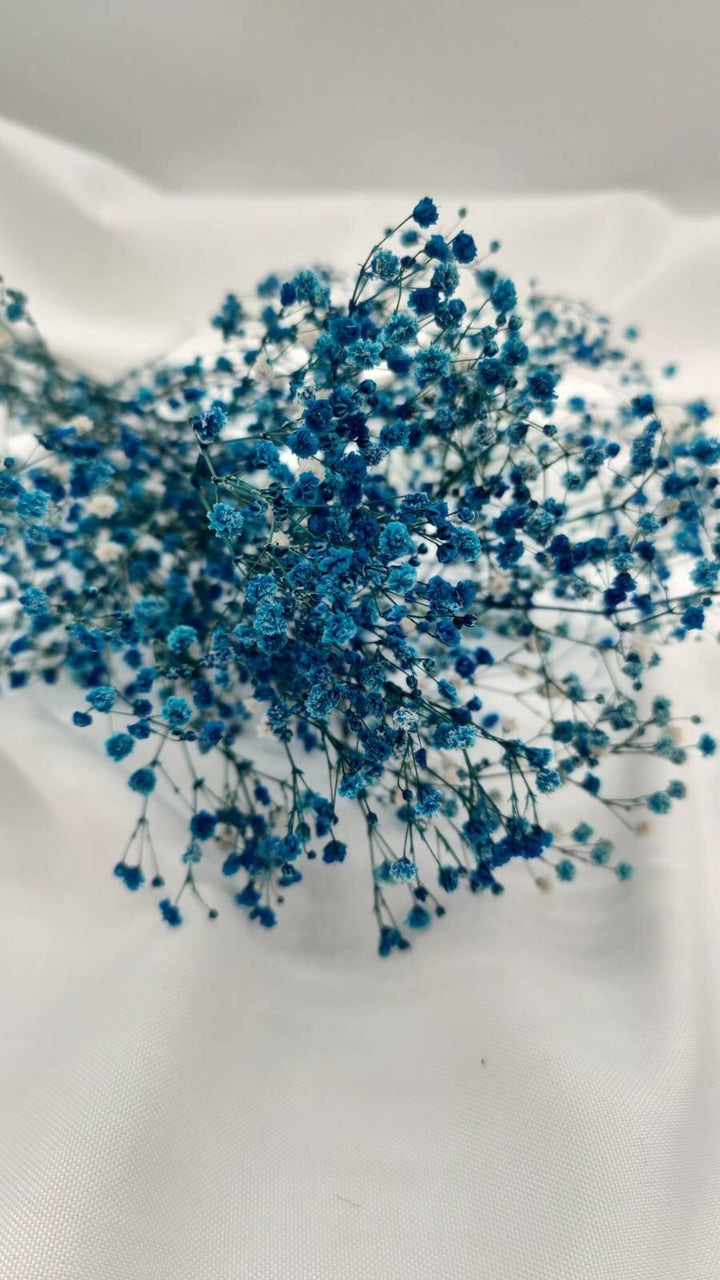 Schleierkraut Trockenblumen | Blau (1 Bund) - www.Flower-Passion.com