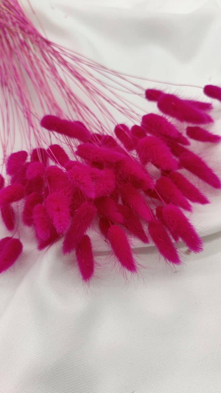 Lagurus Trockenblumen Extra Lang | Pink (1 Bund) - www.Flower-Passion.com