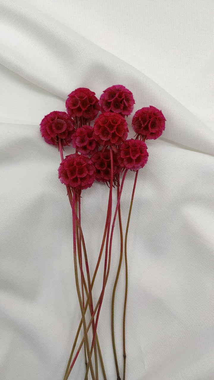 Scabiosa Blüten | Pink (1 Stiel) - www.Flower-Passion.com