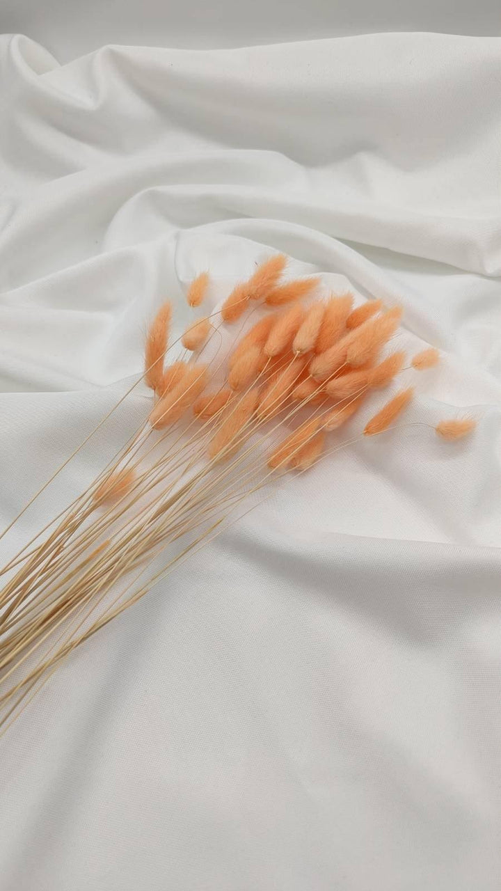 Lagurus Trockenblumen Extra Lang | Apricot (1 Bund) - www.Flower-Passion.com