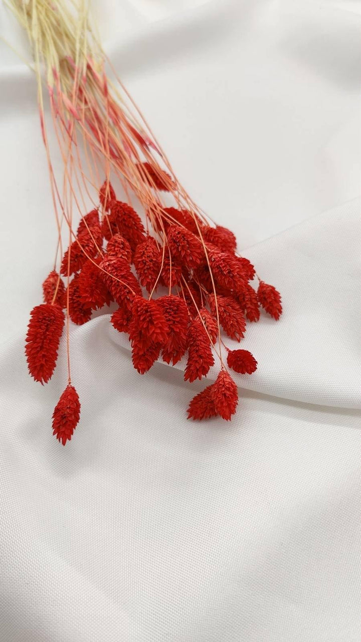 Phalaris Trockenblumen | Rot (1 Bund) - www.Flower-Passion.com