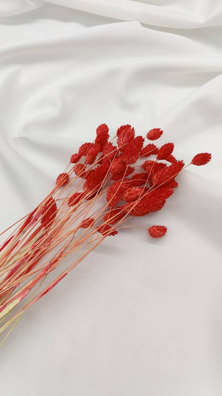 Phalaris Trockenblumen | Rot (1 Bund) - www.Flower-Passion.com