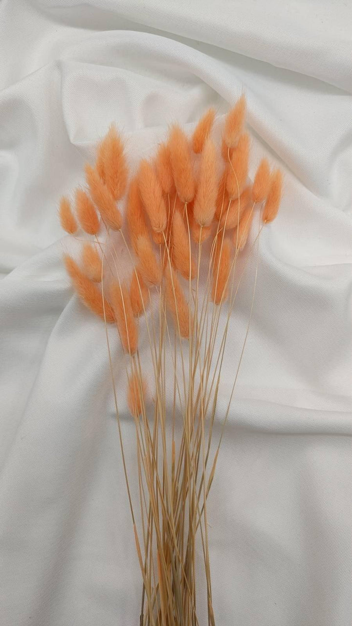 Lagurus Trockenblumen Extra Lang | Apricot (1 Bund) - www.Flower-Passion.com