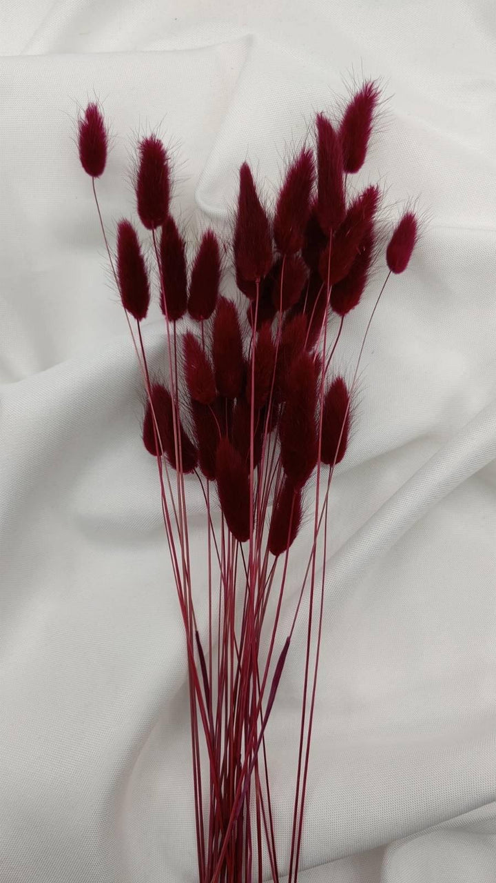 Lagurus Trockenblumen Extra Lang | Weinrot (1 Bund) - www.Flower-Passion.com