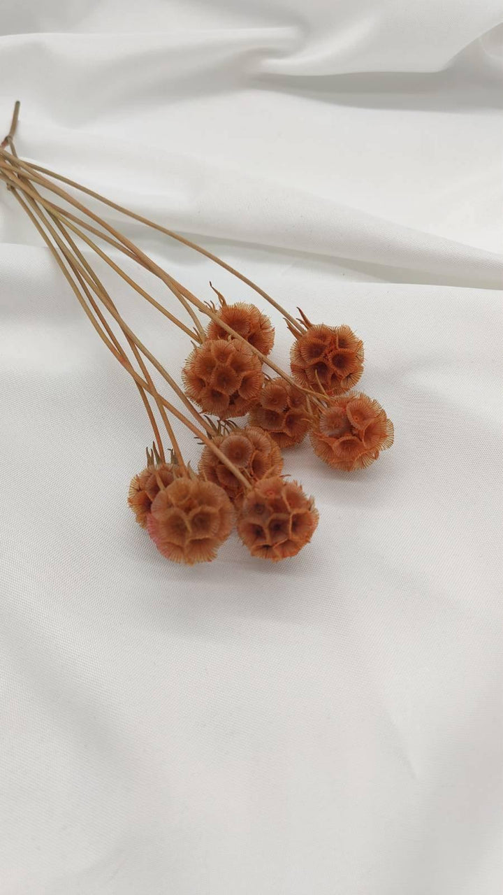 Scabiosa Blüten | Orange (1 Stiel) - www.Flower-Passion.com