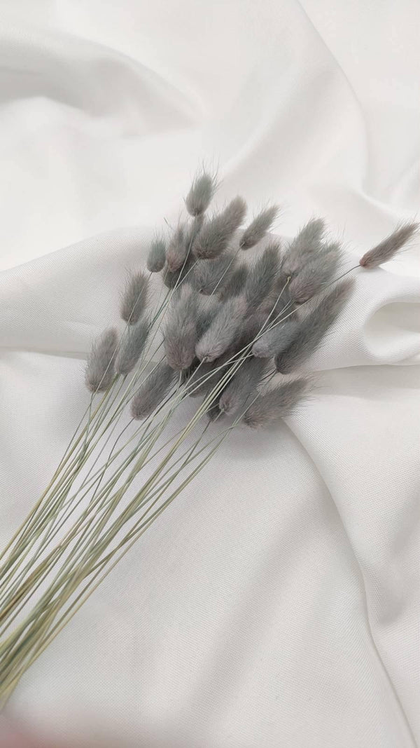 Lagurus Trockenblumen Extra Lang | Hell Grau (1 Bund) - www.Flower-Passion.com