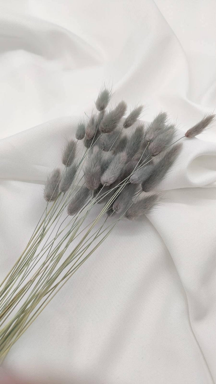 Lagurus Trockenblumen Extra Lang | Hell Grau (1 Bund) - www.Flower-Passion.com