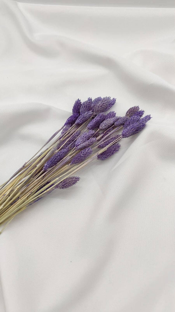 Phalaris Trockenblumen | Lila (1 Bund) - www.Flower-Passion.com