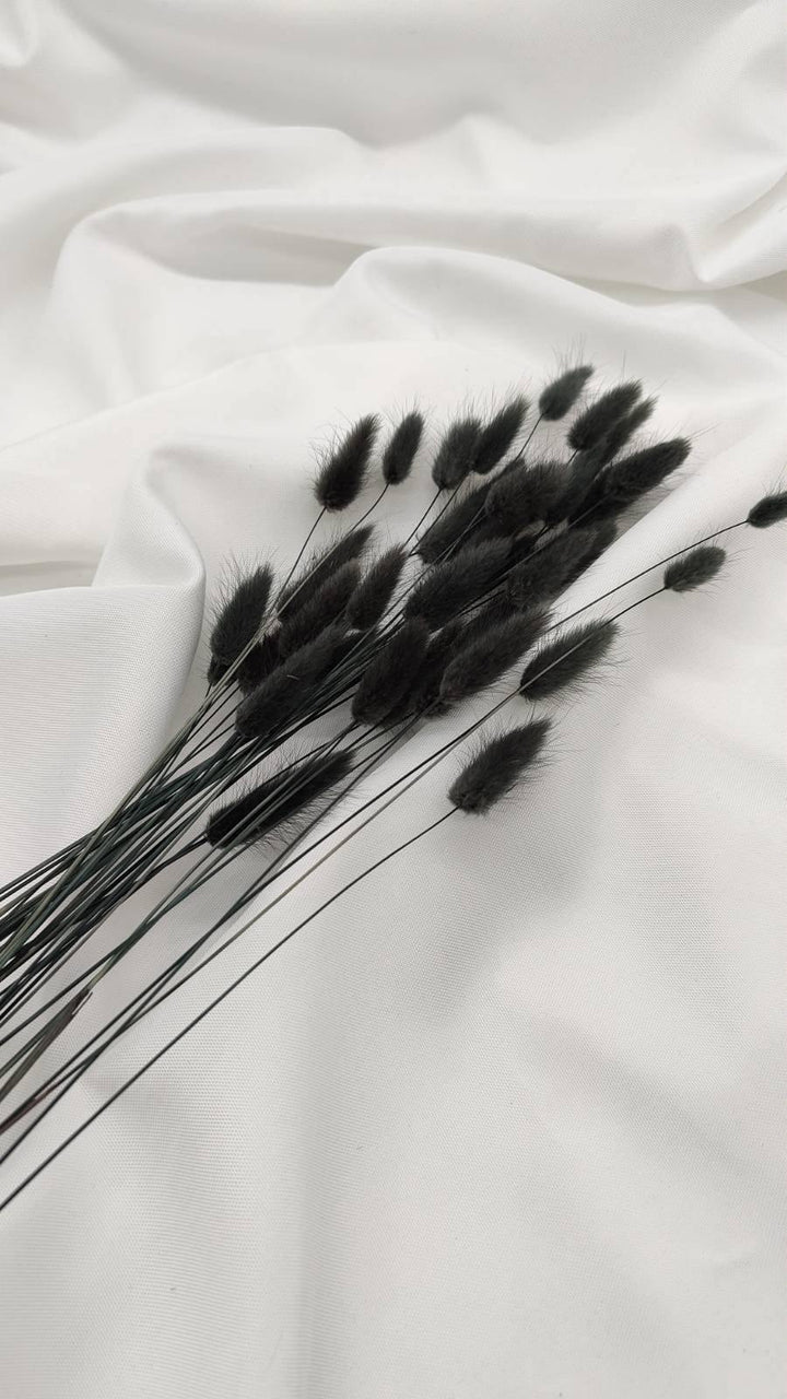 Lagurus Trockenblumen Extra Lang | schwarz (1 Bund) - www.Flower-Passion.com