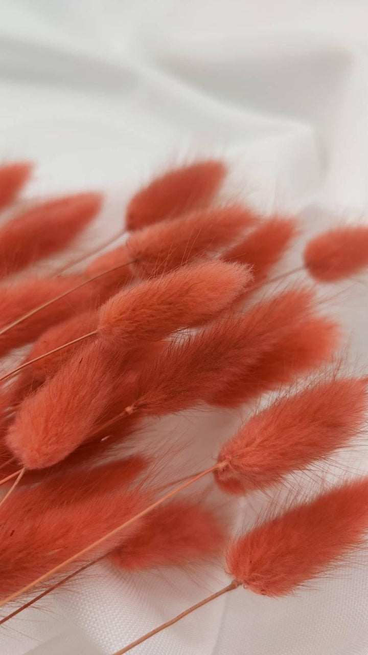 Lagurus Trockenblumen | Koralle (1 Bund) - www.Flower-Passion.com