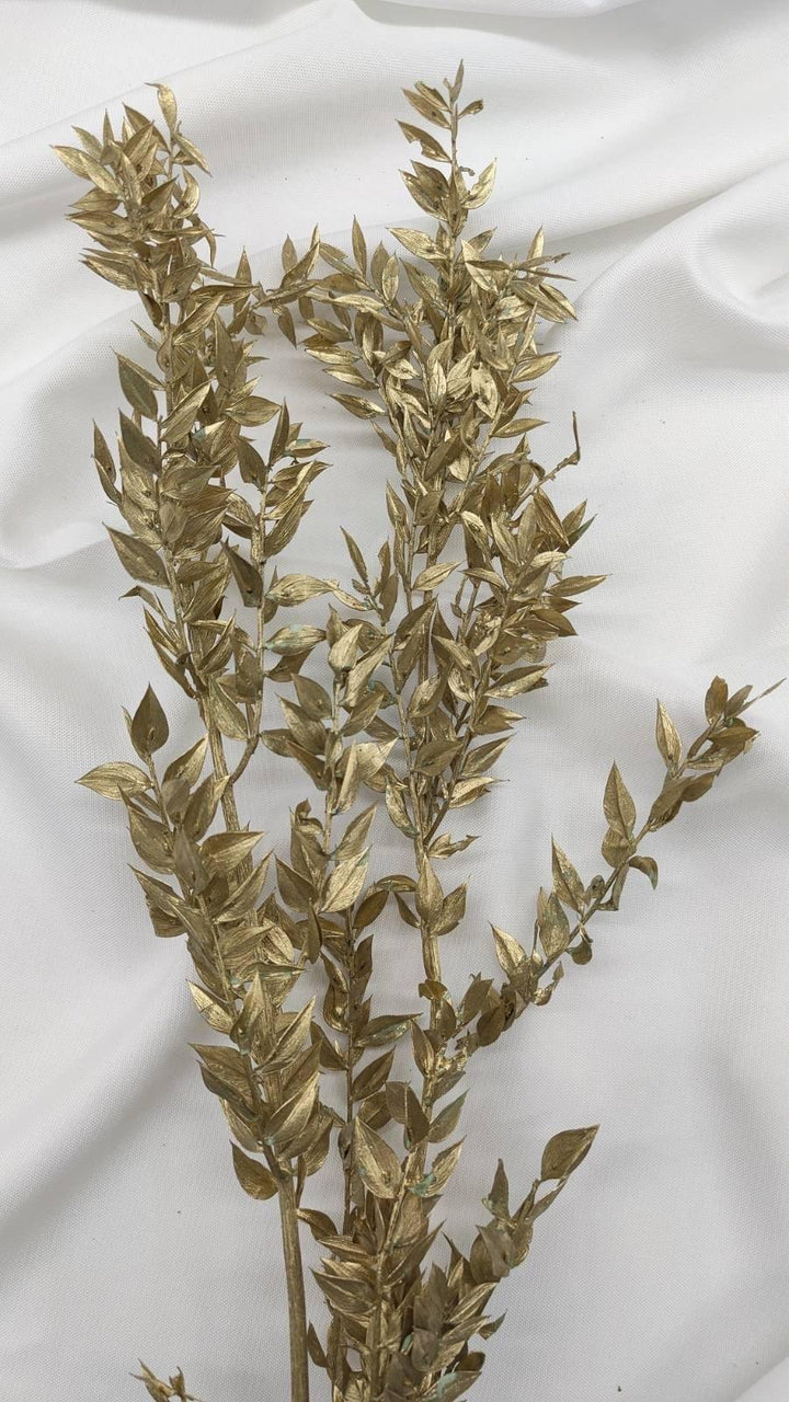 Ruscus Trockenblumen | gold 1 Stiel - www.Flower-Passion.com