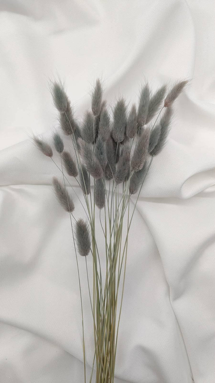 Lagurus Trockenblumen Extra Lang | Hell Grau (1 Bund) - www.Flower-Passion.com
