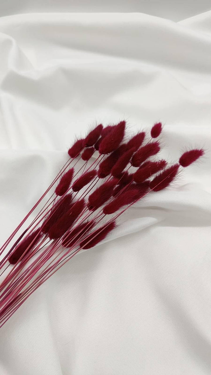 Lagurus Trockenblumen Extra Lang | Weinrot (1 Bund) - www.Flower-Passion.com