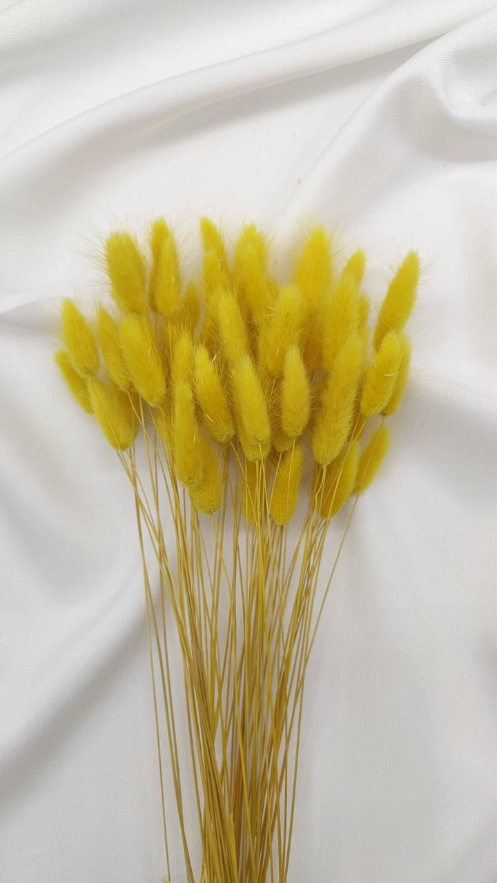 Lagurus Trockenblumen Extra Lang | Gelb (1 Bund) - www.Flower-Passion.com