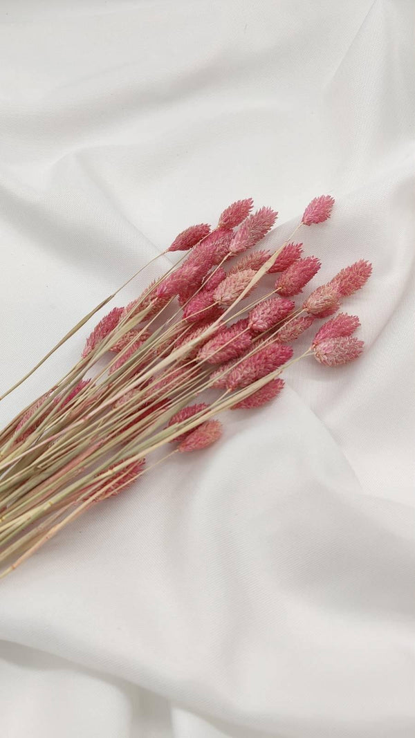 Phalaris Trockenblumen | Rosa (1 Bund) - www.Flower-Passion.com