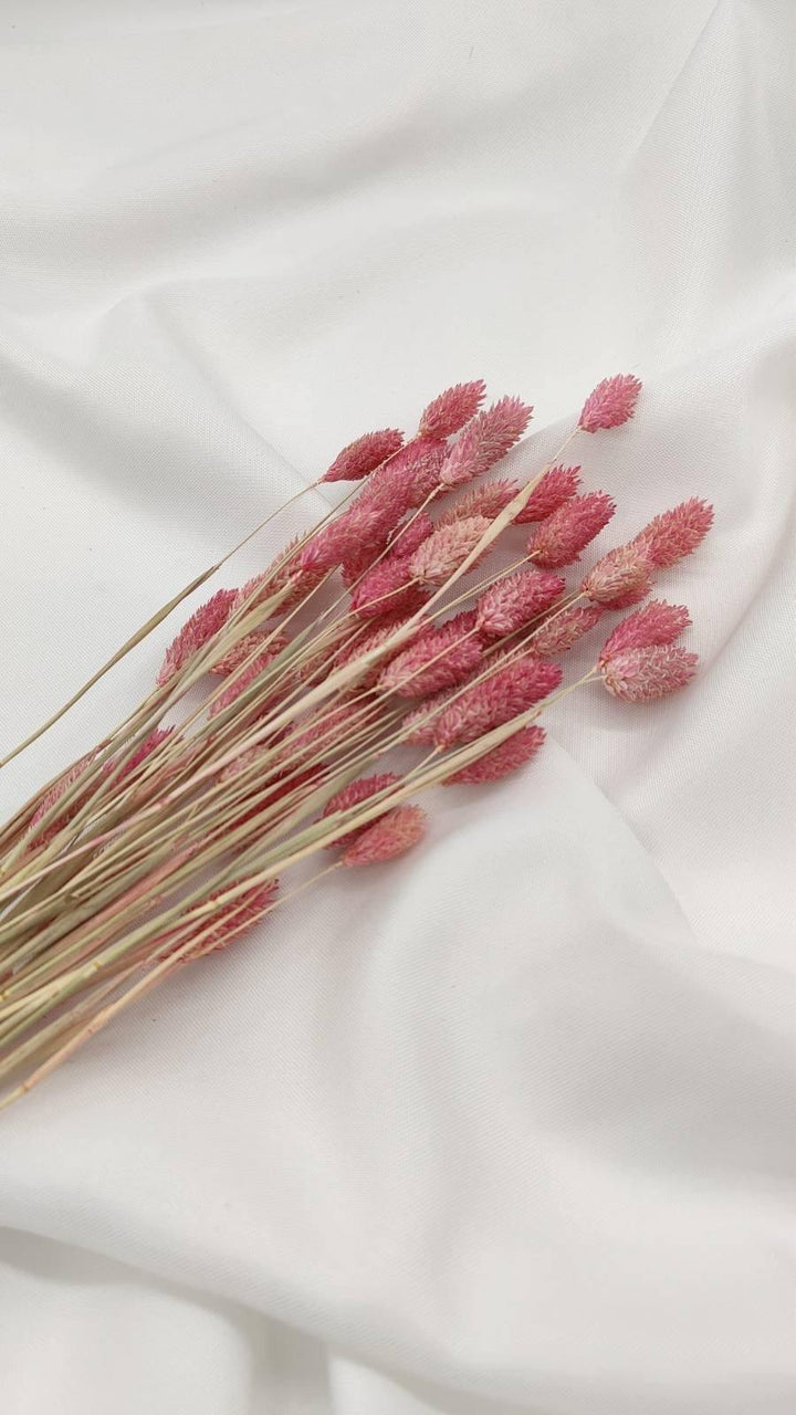 Phalaris Trockenblumen | Rosa (1 Bund) - www.Flower-Passion.com