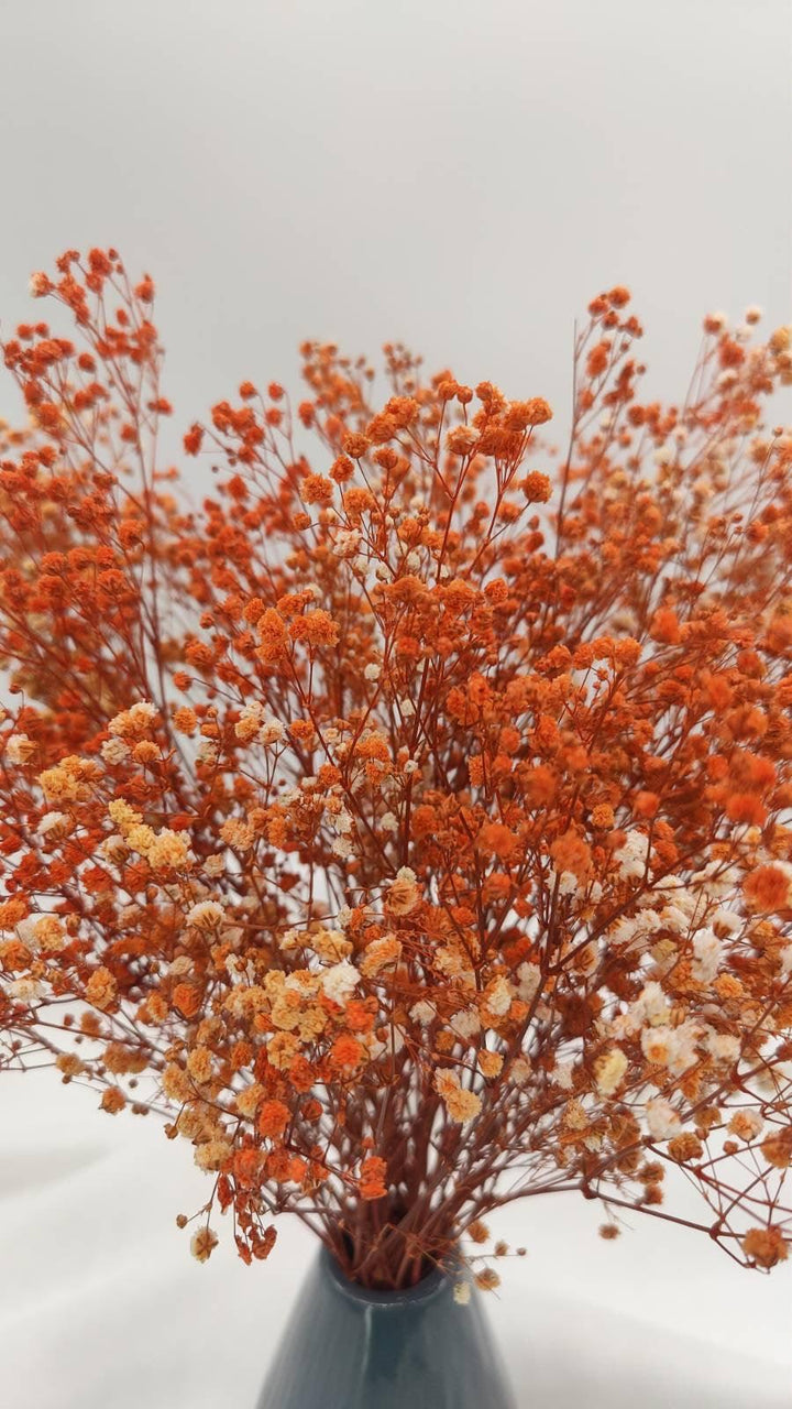 Schleierkraut Trockenblumen | Orange (1 Bund) - www.Flower-Passion.com