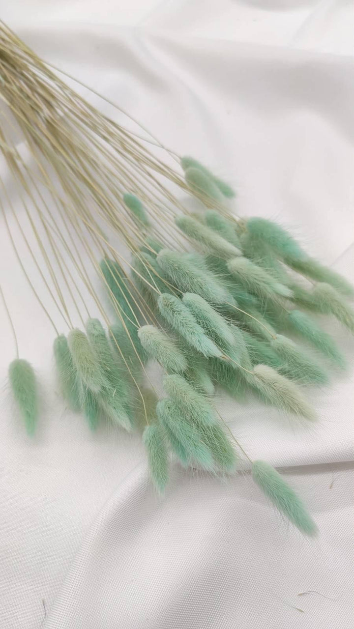 Lagurus Trockenblumen Extra Lang | Mint (1 Bund) - www.Flower-Passion.com