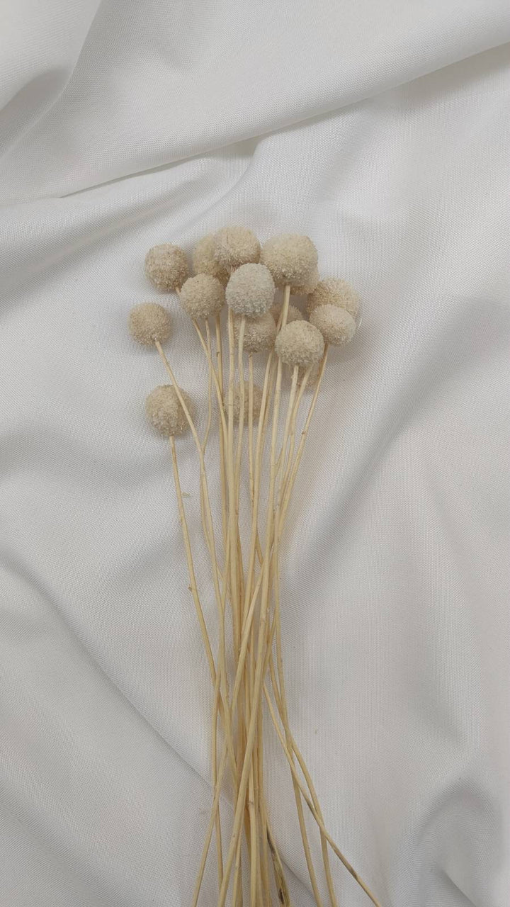 Craspedia | Creme Weiß (1 Stiel) - www.Flower-Passion.com