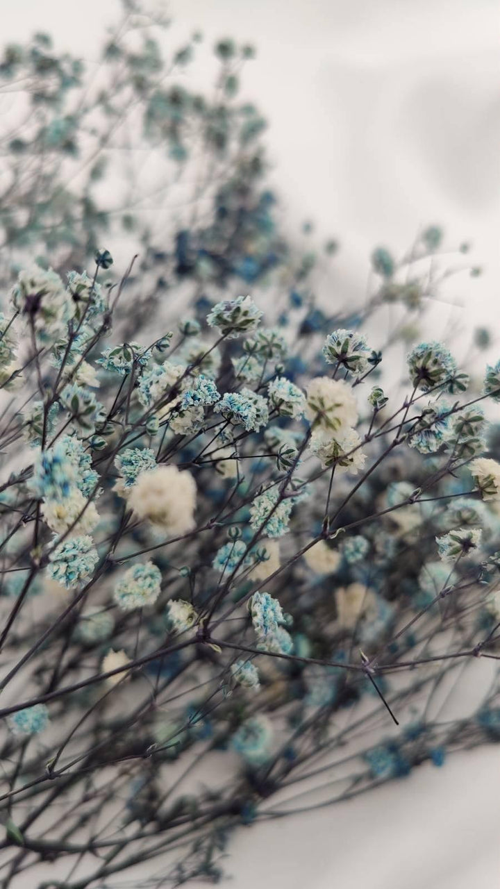 Schleierkraut Trockenblumen | Blau weiß (1 Bund) - www.Flower-Passion.com