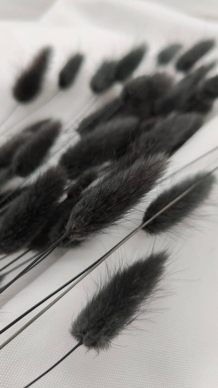 Lagurus Trockenblumen Extra Lang | schwarz (1 Bund) - www.Flower-Passion.com