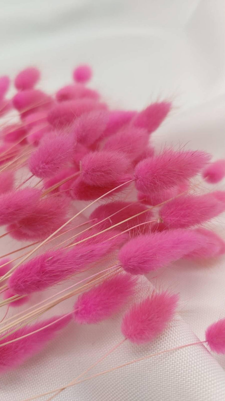 Baby Lagurus Trockenblumen | Pink (1 Bund) - www.Flower-Passion.com
