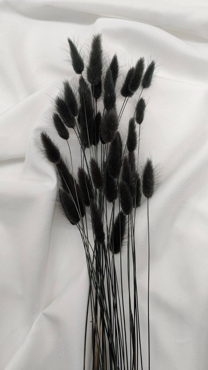 Lagurus Trockenblumen Extra Lang | schwarz (1 Bund) - www.Flower-Passion.com