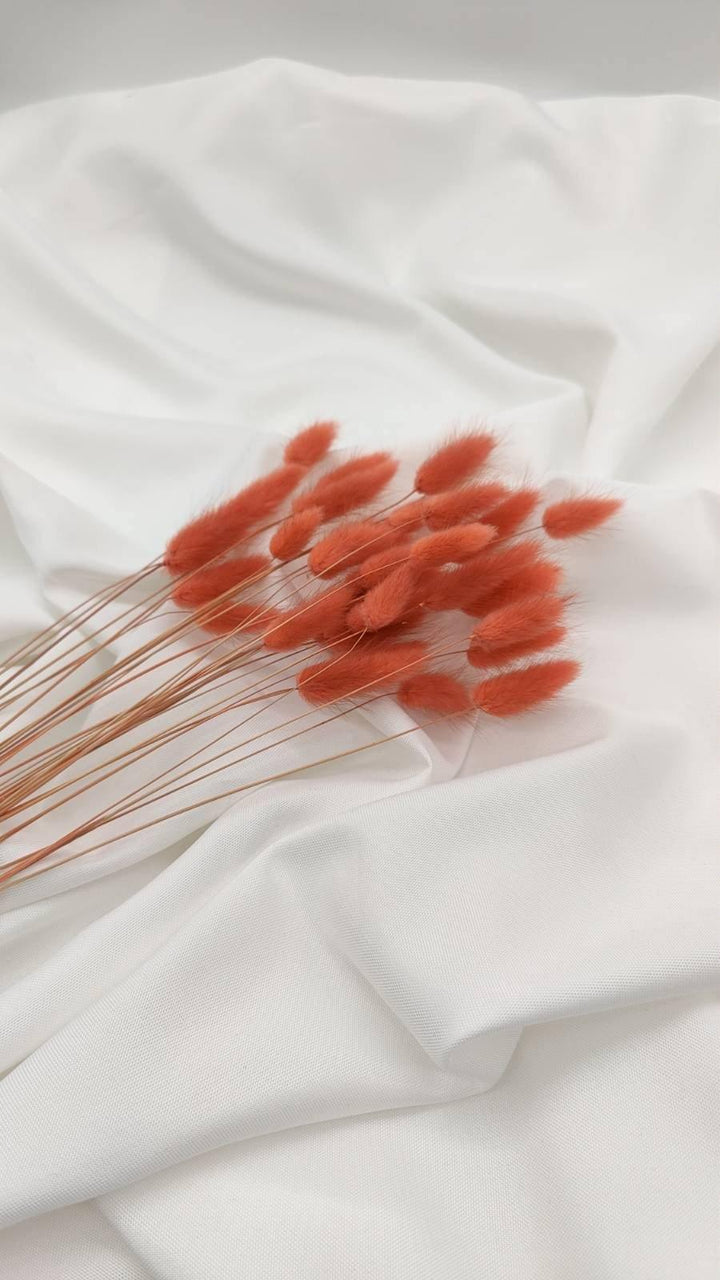 Lagurus Trockenblumen | Koralle (1 Bund) - www.Flower-Passion.com